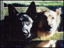 dogs.jpg